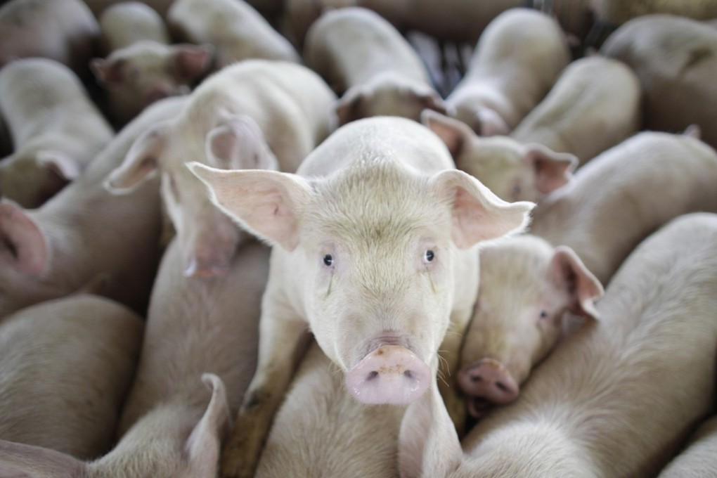 Hong Kong imports about 4,000 live pigs a day from mainland China. Photo: AP Photo