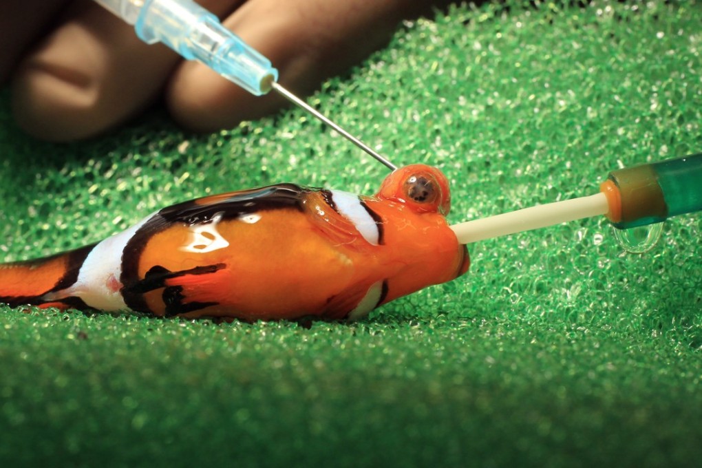 A clown fish receives eye surgery at Ocean Park. City University’s Jockey Club College of Veterinary Medicine and Life Sciences emphasises contributing to public health in Hong Kong by caring for all animals, not only pets, with aquatic veterinary medicine among its core concerns. Photo: Edward Wong