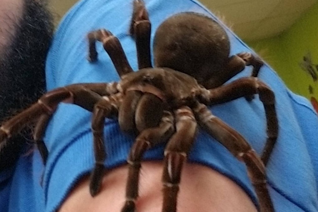 A tarantula exhibit at the Philadelphia Instectarium and Butterfly Pavilion. Photo: Handout