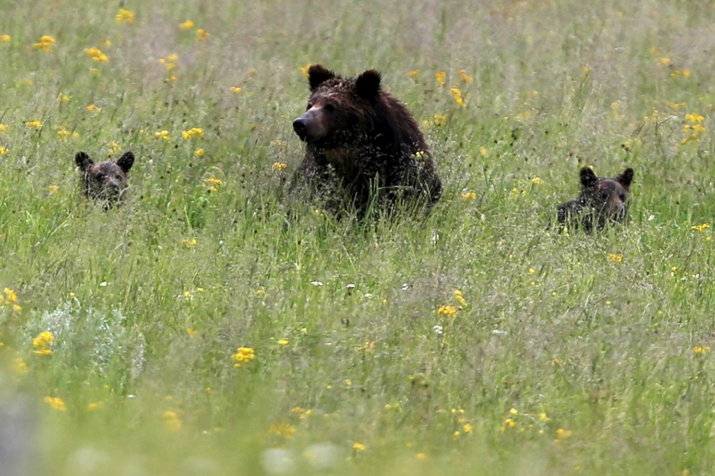 A grizzly bear and her two cubs in a meadow in Yellowstone National Park in Wyoming, in a 2015 file photo. Photo: Reuters