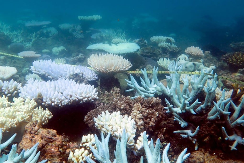 Reef banyan deals
