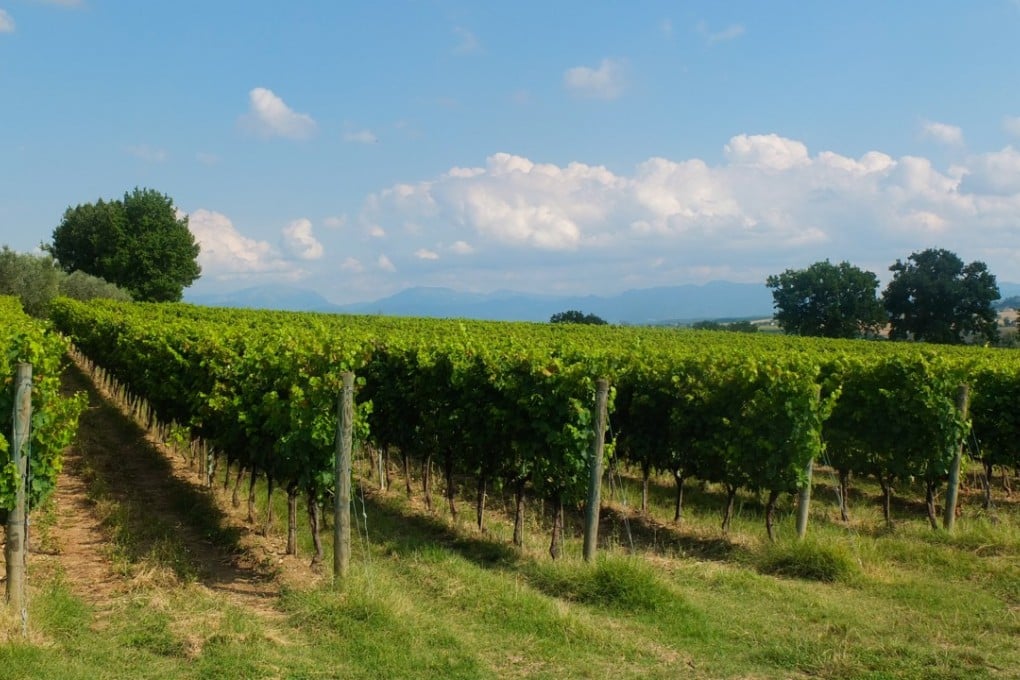 Verdicchio vines in the eastern Italian region of Marche. Picture: Shutterstock