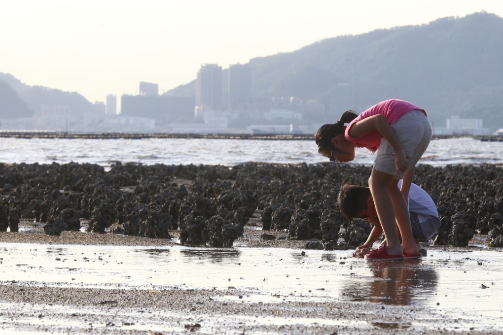 Ha Pak Nai is said to be the most important habitat for horseshoe crabs in Hong Kong, and is a key wintering site for birds. Photo: May Tse