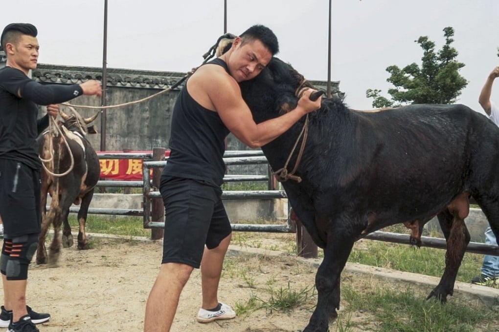 Bull wrestler Li Bo tries out his technique. Photo: Handout