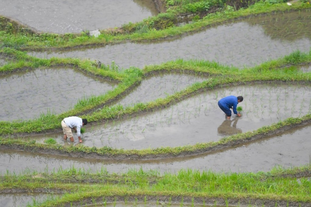 Farmers plant paddy rice seedlings in central China’s Hunan province in May. Exposing emerging markets to unrestricted capital inflows could be likened to connecting small farms to massive irrigation pipelines to test the effects of a deluge. Photo: Xinhua