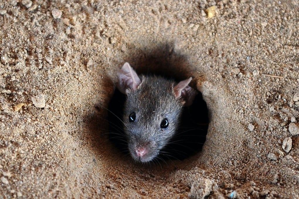 A disease known as leptospirosis has infected 372 people, killing at least 12, in the Indian state of Kerala. Photo: AFP