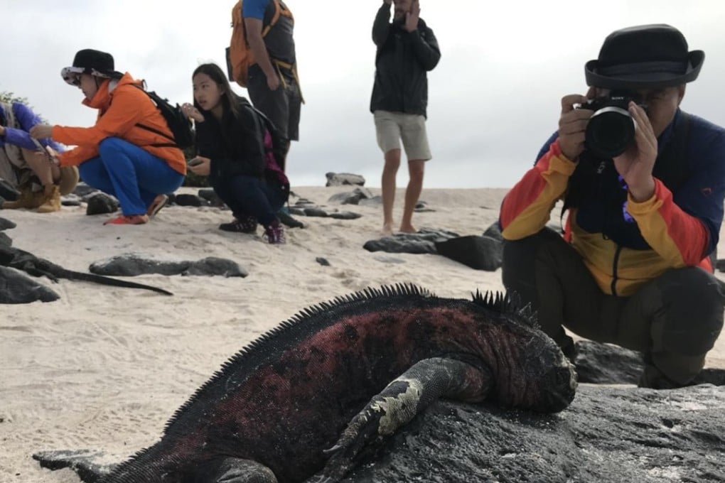 Chinese tourists photograph iguanas on one of the Galapagos Islands – among the best places in the world for wildlife photography because the animals allow people to get close. Photo: Pavel Toropov