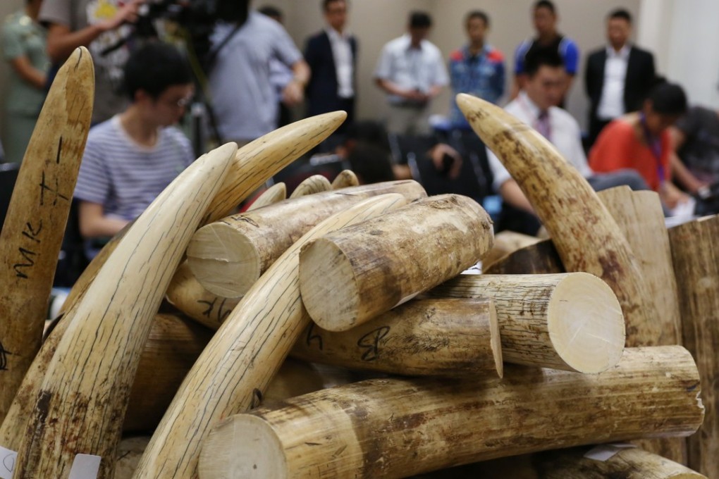 A seizure of 790kg of ivory valued at about HK$7.9 million at Hong Kong International Airport. Photo: Nora Tam