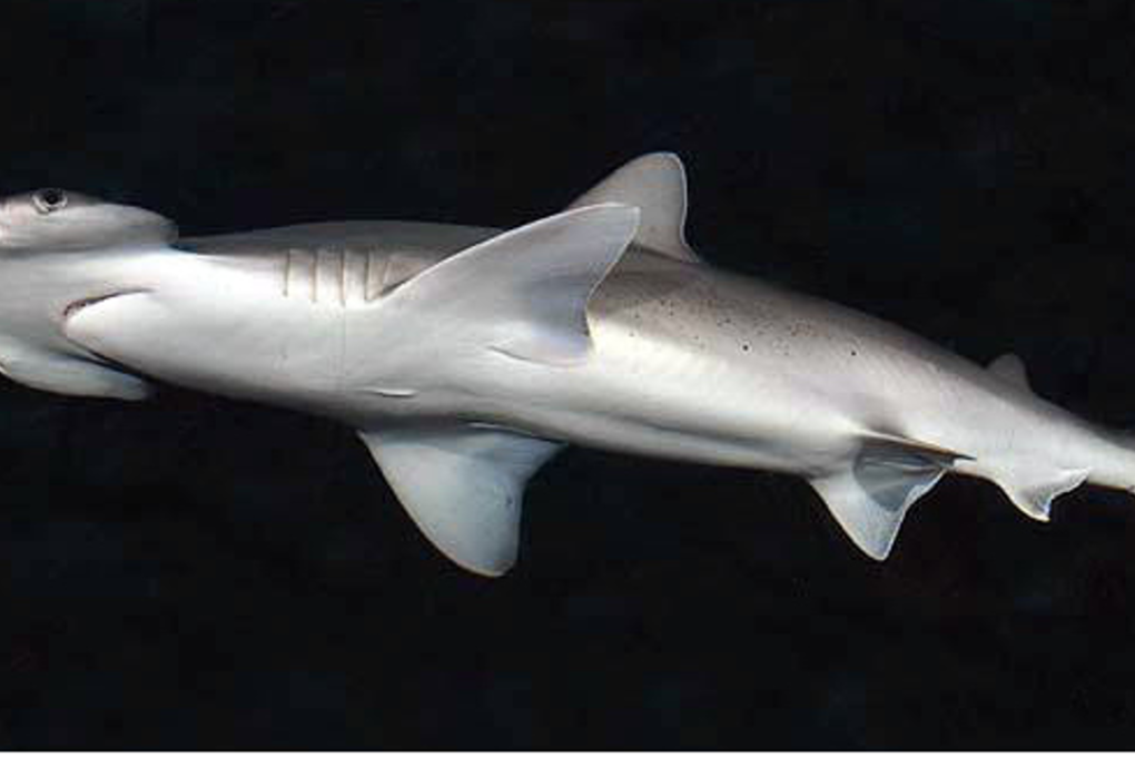 The bonnethead shark is abundant in the shallow waters of the eastern Pacific, the Western Atlantic, and the Gulf of Mexico. Photo: Smithsonian Institution