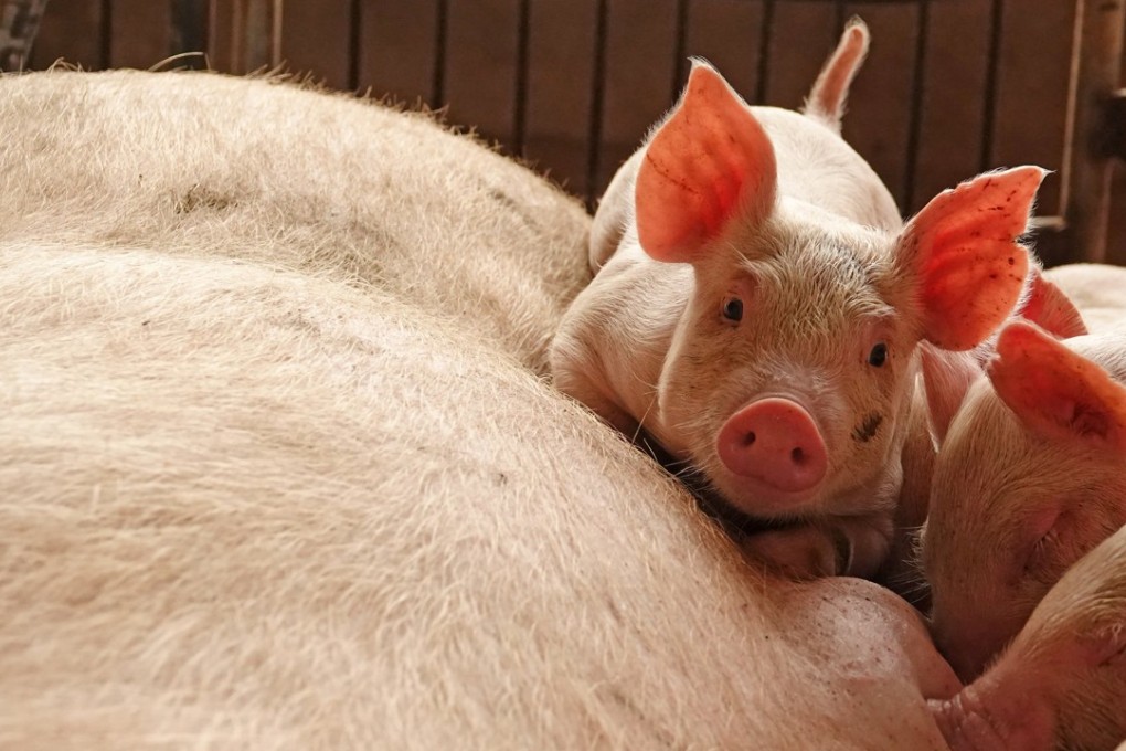 Tens of thousands of pigs have been culled to control outbreaks of swine fever in China, which accounts for more than half the planet’s hogs. Photo: Reuters