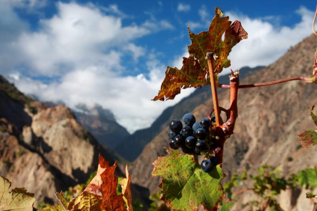 A vineyard in mountainous Yunnan province, in China. Picture: Alamy