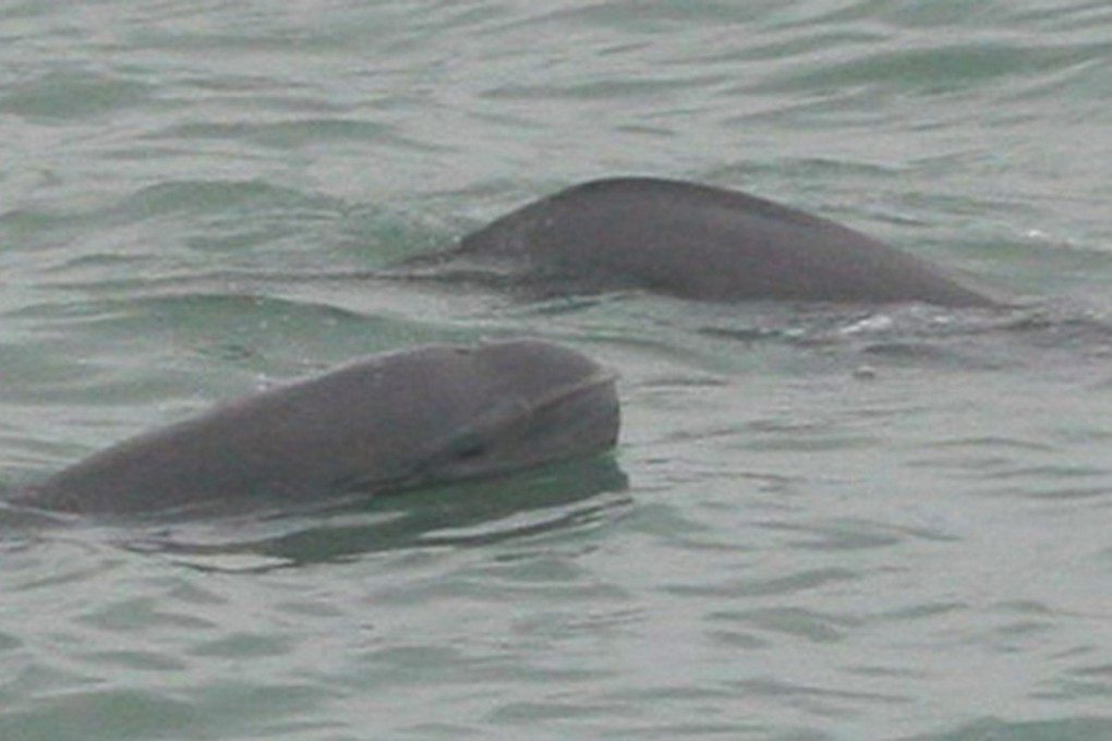 Near endangered, finless porpoises are extremely sensitive to noise. Photo: Hong Kong Dolphin Conservation Society
