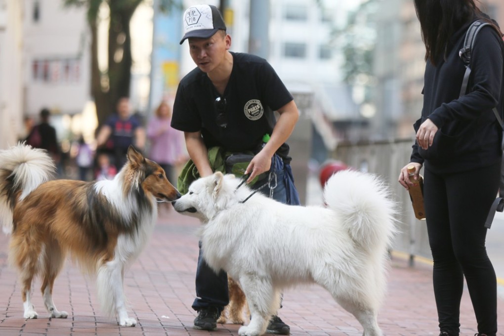 Just 3 per cent of Hong Kong’s dogs and cats are insured, compared to 20 per cent in the UK. Photo: Xiaomei Chen