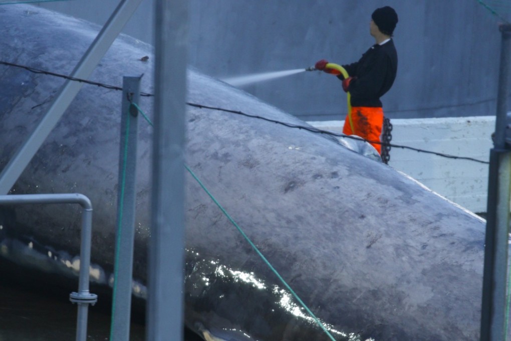 A Blue whale awaiting slaughter in Iceland. Photo: AFP