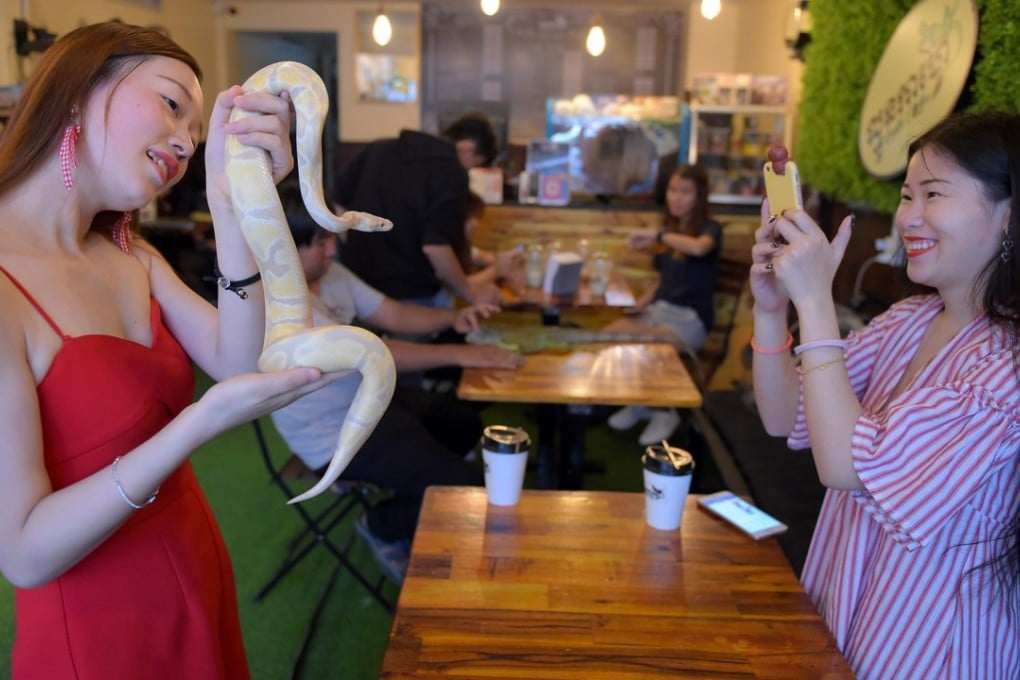 A customer holds a ball python at the Reptile Cafe in Phnom Penh. Photo: AFP