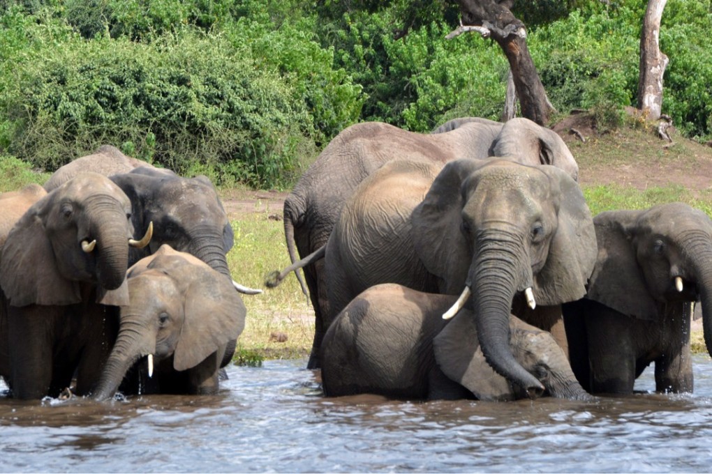 Elephants in Botswana. Photo: AP