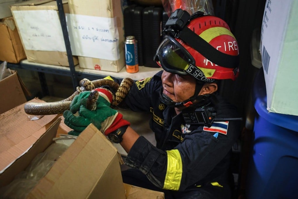 Thai firefighter and snake expert Sutaphong Suepchai holding an oriental rat snake. Photo: AFP