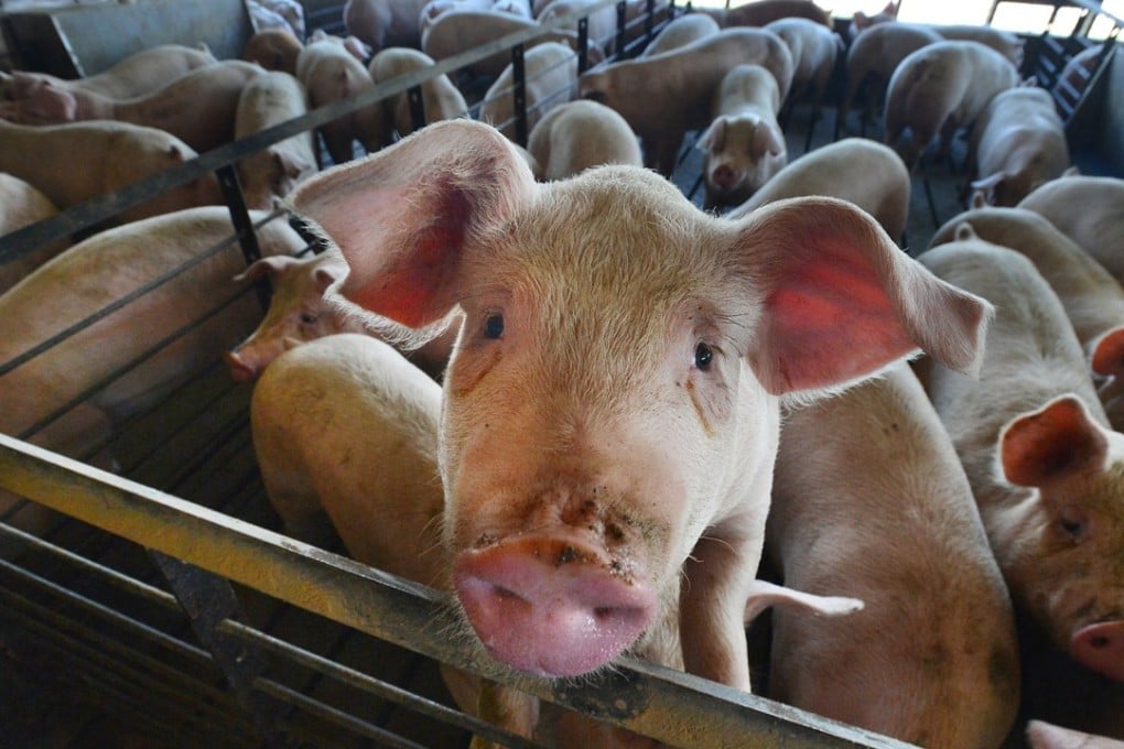 There have been more than a dozen African swine fever outbreaks in China. Photo: TNS