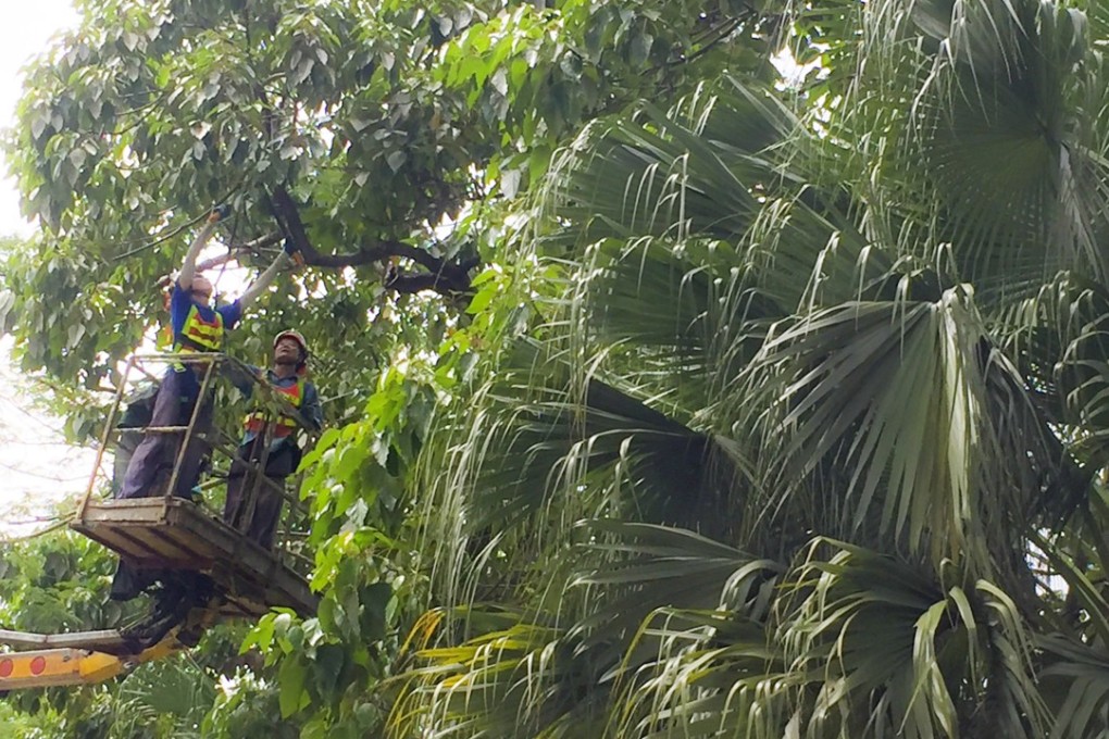 An arborist trimming trees in Sai Kung. Photo: May Tse