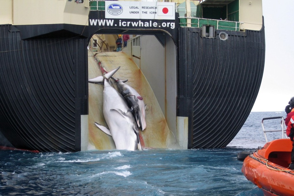 Japan hints at leaving IWC after bid to resume commercial whaling is blocked South China Morning Post