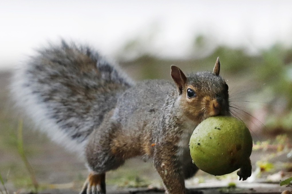A squirrel carries a walnut in Portland, Maine. A bumper crop of acorns, pine cones and other staples last year led to a population boom of squirrels. Photo: AP