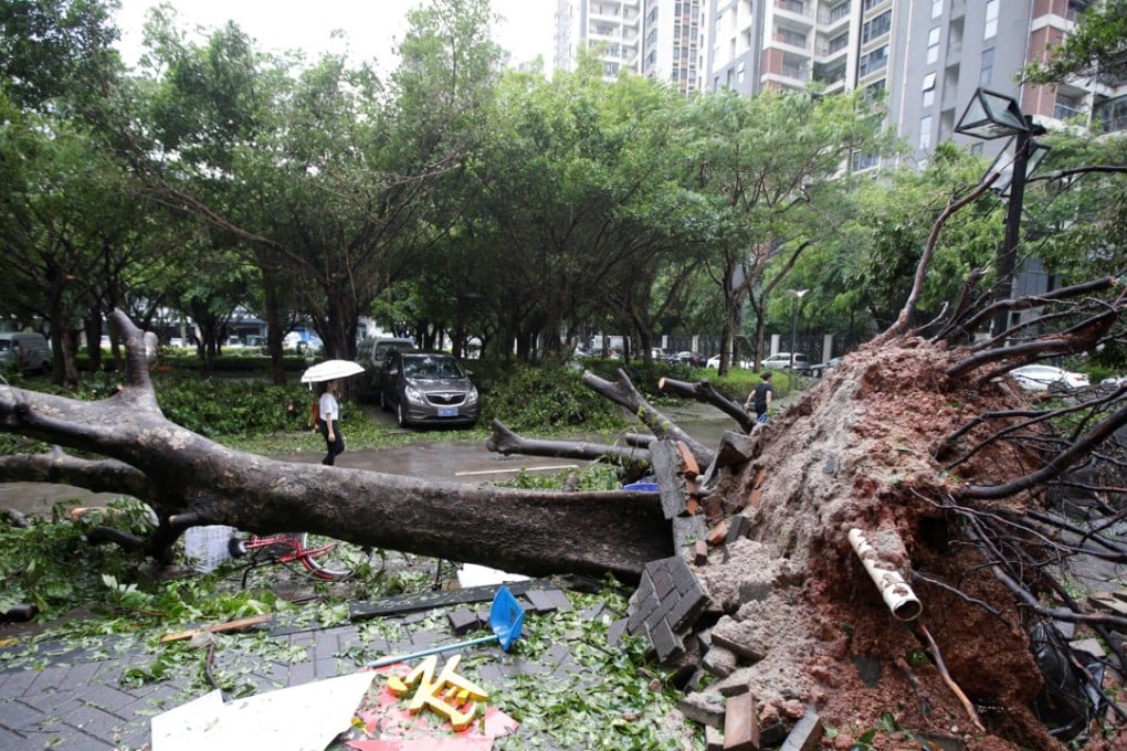A tree uprooted by Typhoon Mangkhut in Shenzhen, Guangdong province. Photo: Reuters