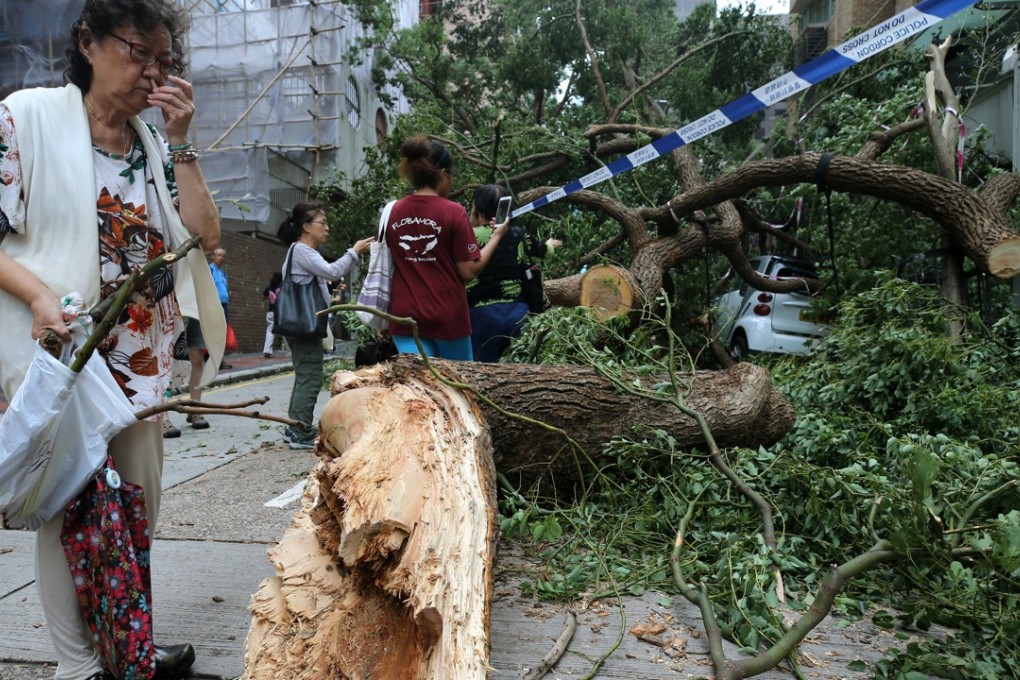 A visitor collects pieces from a fallen tree in Jordan. Photo: Sam Tsang