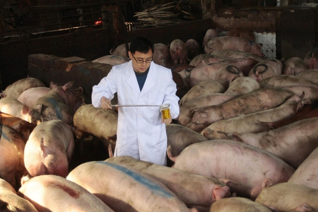 A health officer collecting urine samples on a pig farm in Henan province to test for ractopamine, an illegal substance that produces lean meat, on March 15, 2011. Photo: REUTERS