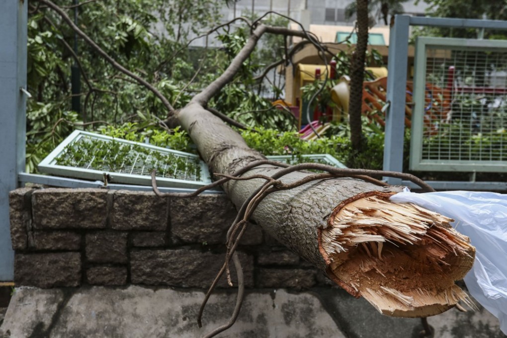 A fallen tree on Lockhart Road in Wan Chai. Photo: Nora Tam