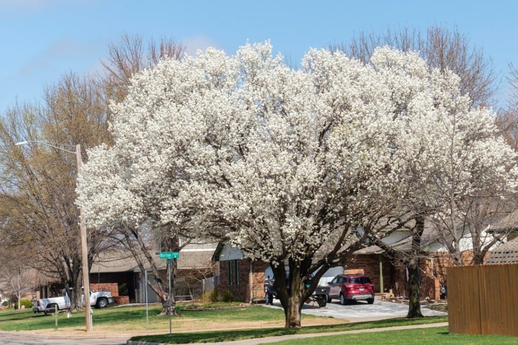 A blooming Bradford pear tree in Wichita, Kansas. Picture: Alamy