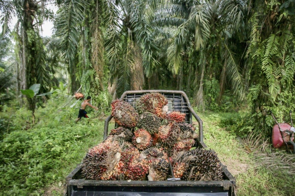 A truck loaded with harvested oil palm fruits at a plantation in North Sumatra, Indonesia, in September 2016. Palm plantations built on destroyed tropical rainforest have seen the death and displacements of many species, among them the endangered orangutan. Photo: EPA