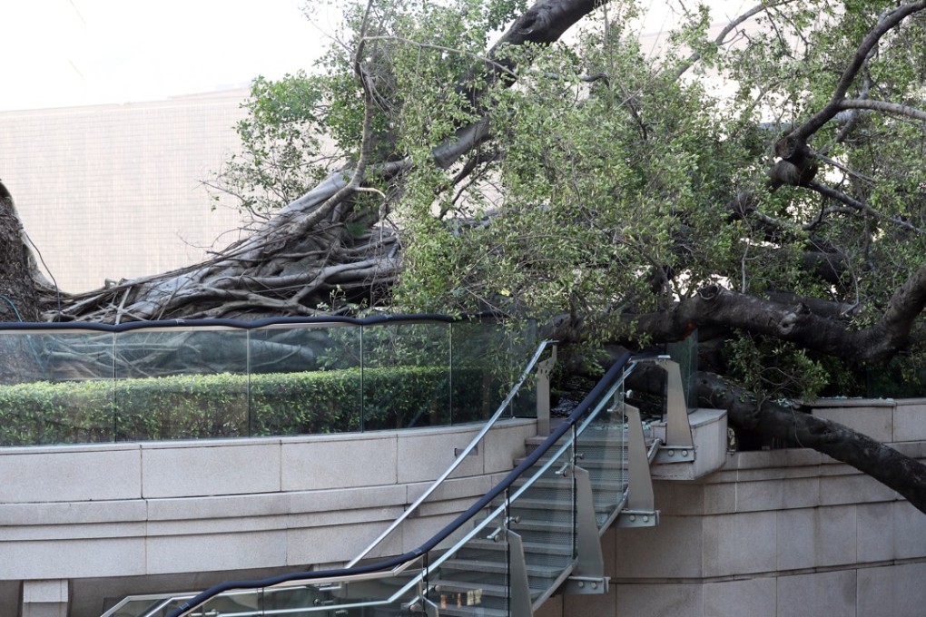 The old banyan was grounded on Tuesday. Photo: Edward Wong