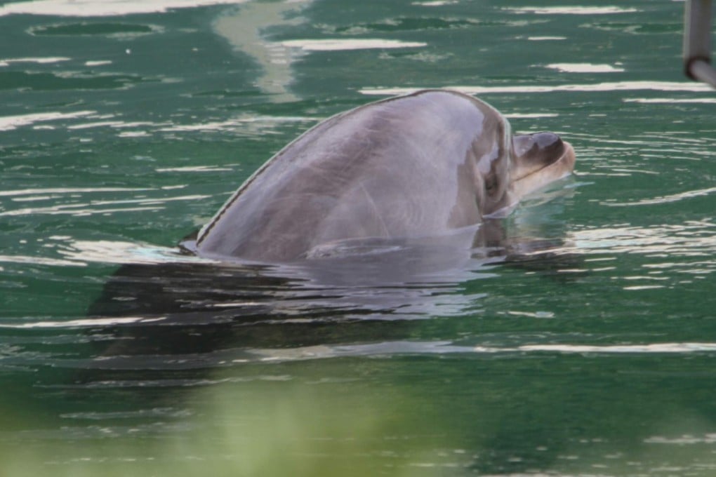 Honey, a bottle-nose dolphin, is seen abandoned at Inubosaki Marine Park Aquarium in Choshi, Japan. Photo: Reuters.