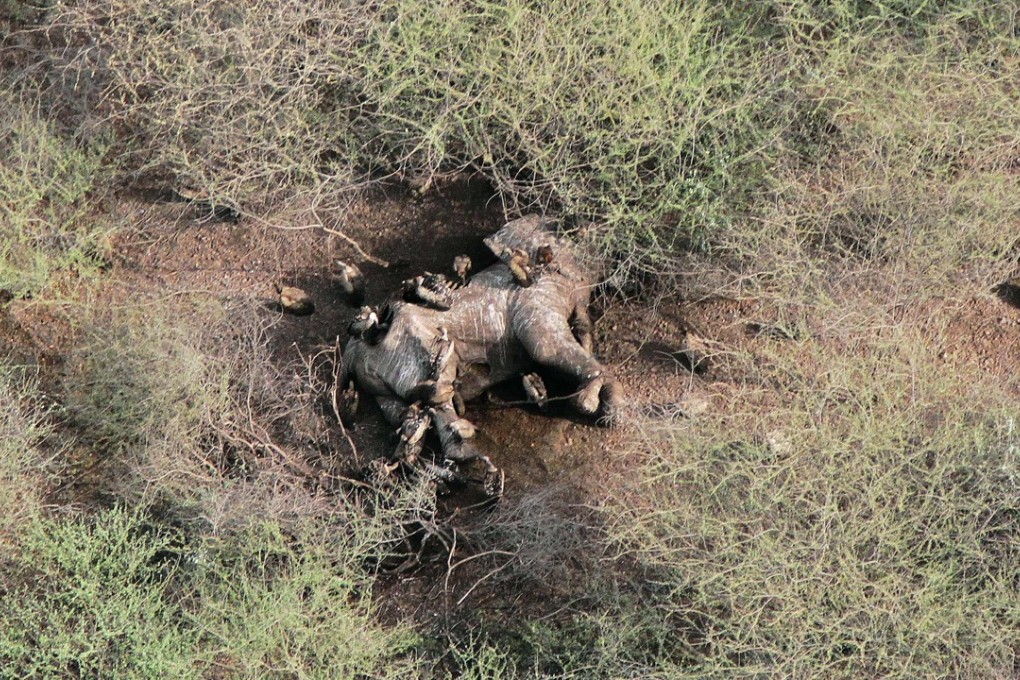 A handout photo provided by the Wildlife Conservation Society (WCS) shows an aerial view of a dead, poached elephant lying in a National Park in South Sudan on July 10, 2015. Photo: Agence France-Presse