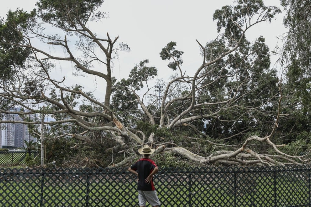 The collapsed banyan tree in Penfold Park near Sha Tin Racecourse after Typhoon Mangkhut. Photo: K.Y. Cheng