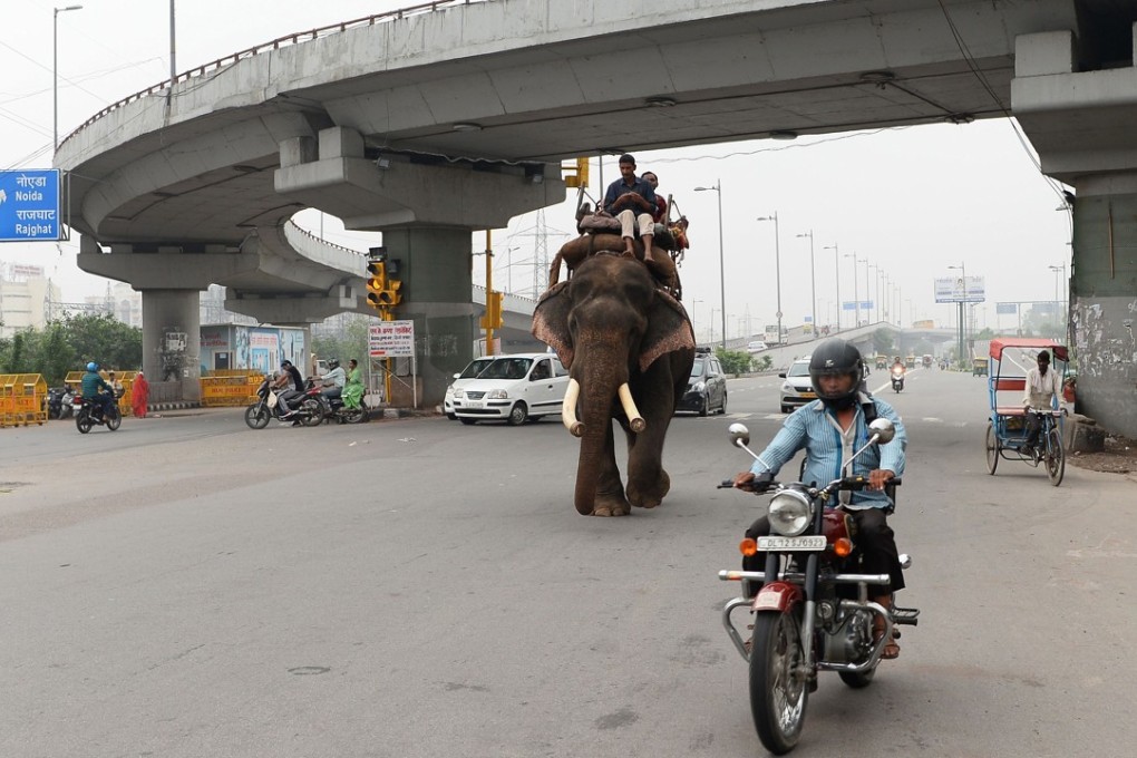 An elephant walks along a road in New Delhi. Photo: AFP
