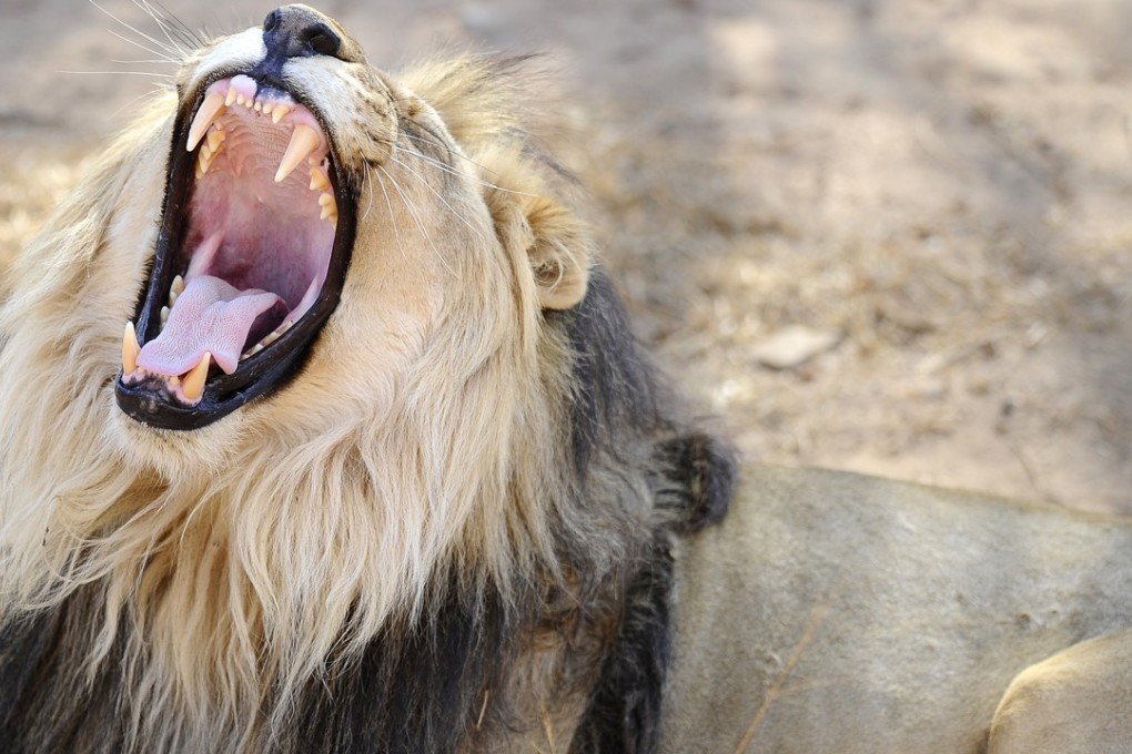 A lion at the Entabeni Safari Conservancy in Limpopo, 300 kms northeast of Johannesburg. Photo: AFP