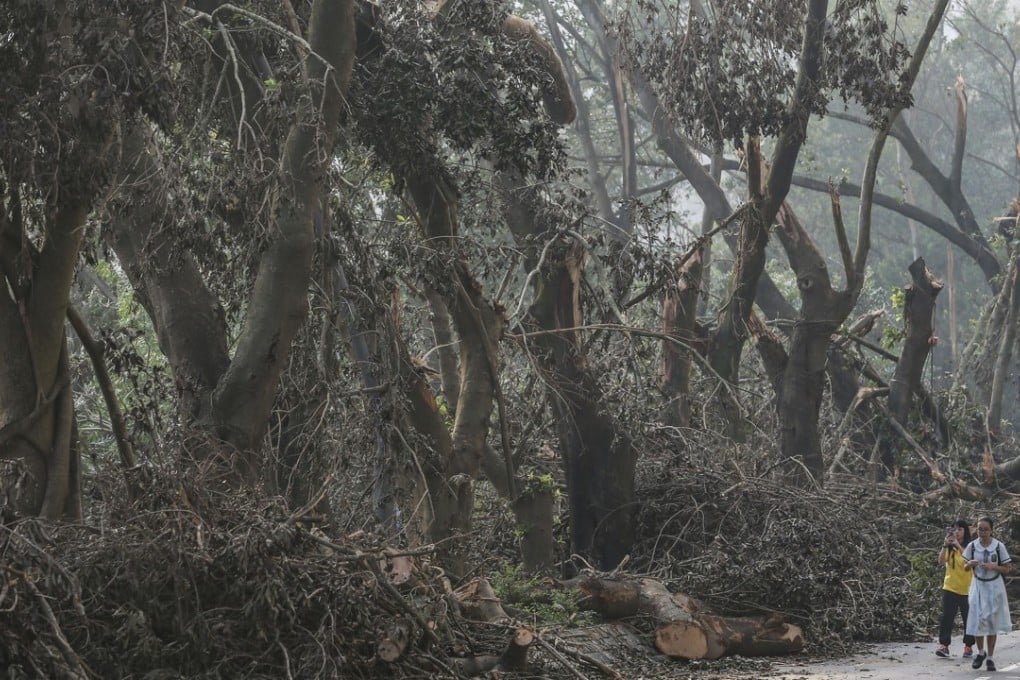 At least 17,000 trees collapsed in Hong Kong after Typhoon Mangkhut hit the city, including these along Tin Ping Road in Sheung Shui. Photo: Sam Tsang
