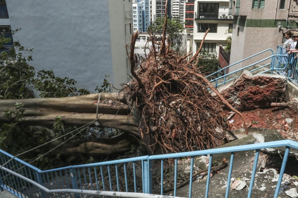 A fallen tree on Wing Lee Street in Sheung Wan, one of the 11 on the heritage list. Photo: Jonathan Wong
