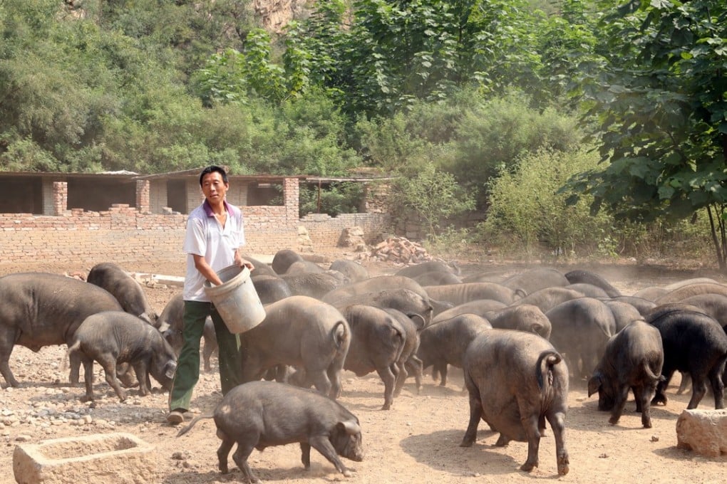 China has about 700 million pigs, half the world’s swine population. Photo: Reuters