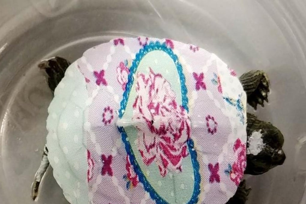 The arrival at Dulles International Airport this month of four baby turtles with painted backs caused a bit of a customs quandary, officials said. Photo: US Customs and Border Protection photo