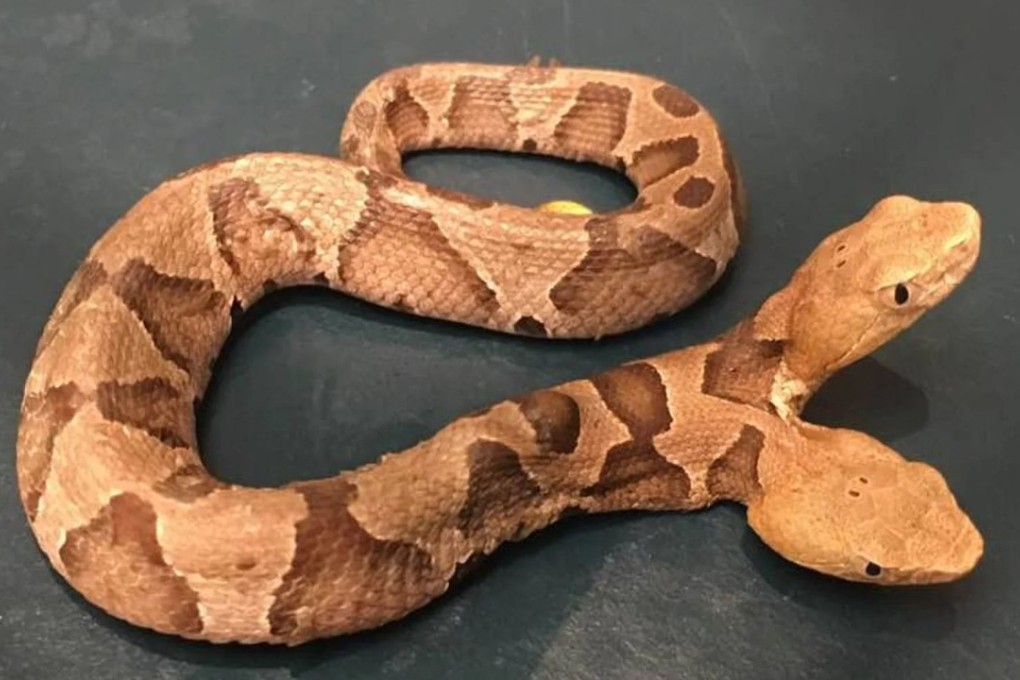 Rare two-headed venomous snake is like something out of a horror movie |  South China Morning Post