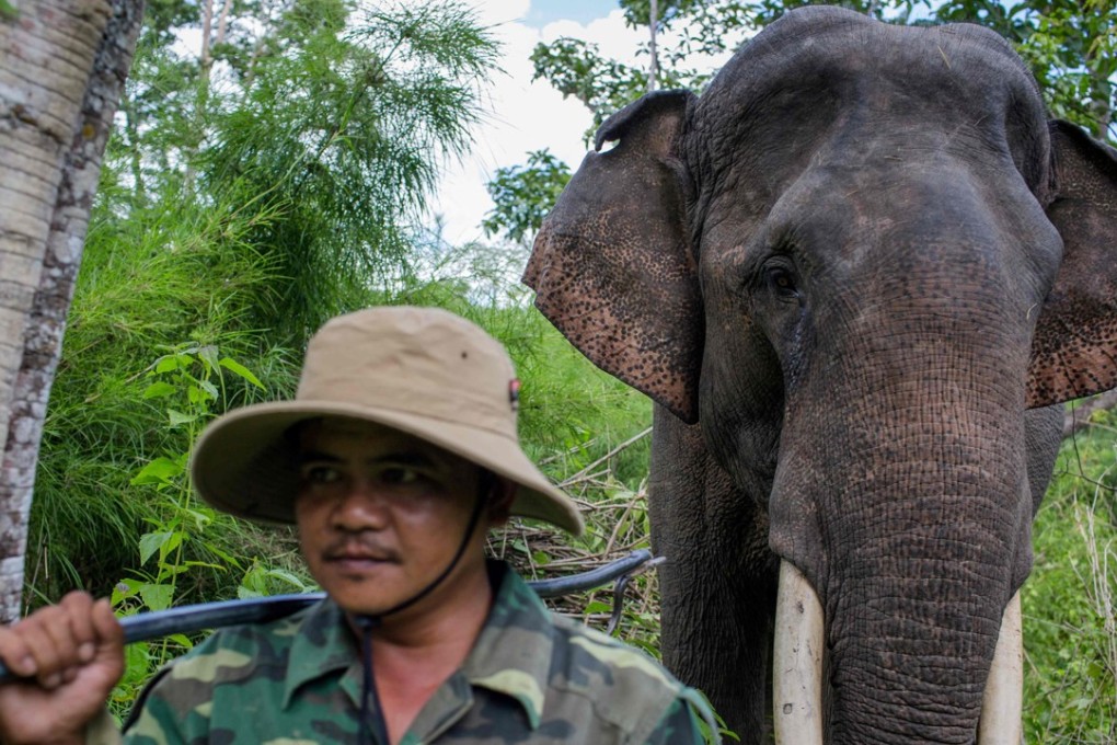 An elephant trainer walks with a rescued elephant in Yok Don National Park, Dak Lak province, Vietnam. Photo: AFP