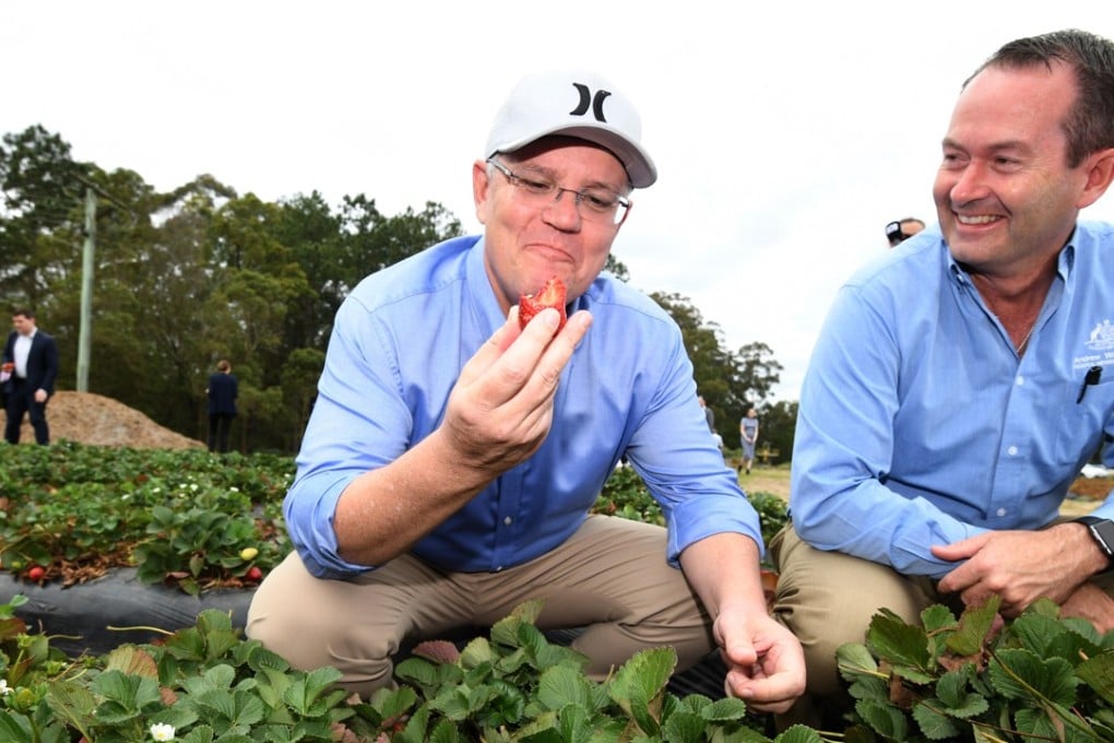 Australian Prime Minister Scott Morrison eating a strawberry with Liberal MP Andrew Wallace at the Ashbern strawberry farm on the Sunshine Coast, Queensland on September 27, 2018. Photo: EPA