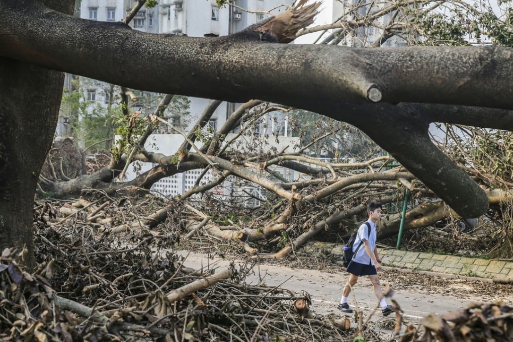 Collapsed trees on Tin Ping Road in Sheung Shui after Typhoon Mangkhut hit Hong Kong on September 16. Photo: Sam Tsang