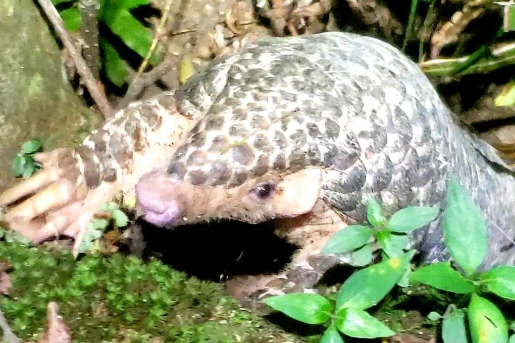 Pangolins, whose scales are used in traditional Chinese medicine, are believed to be the world’s most trafficked mammals. Photo: Steve Pheby