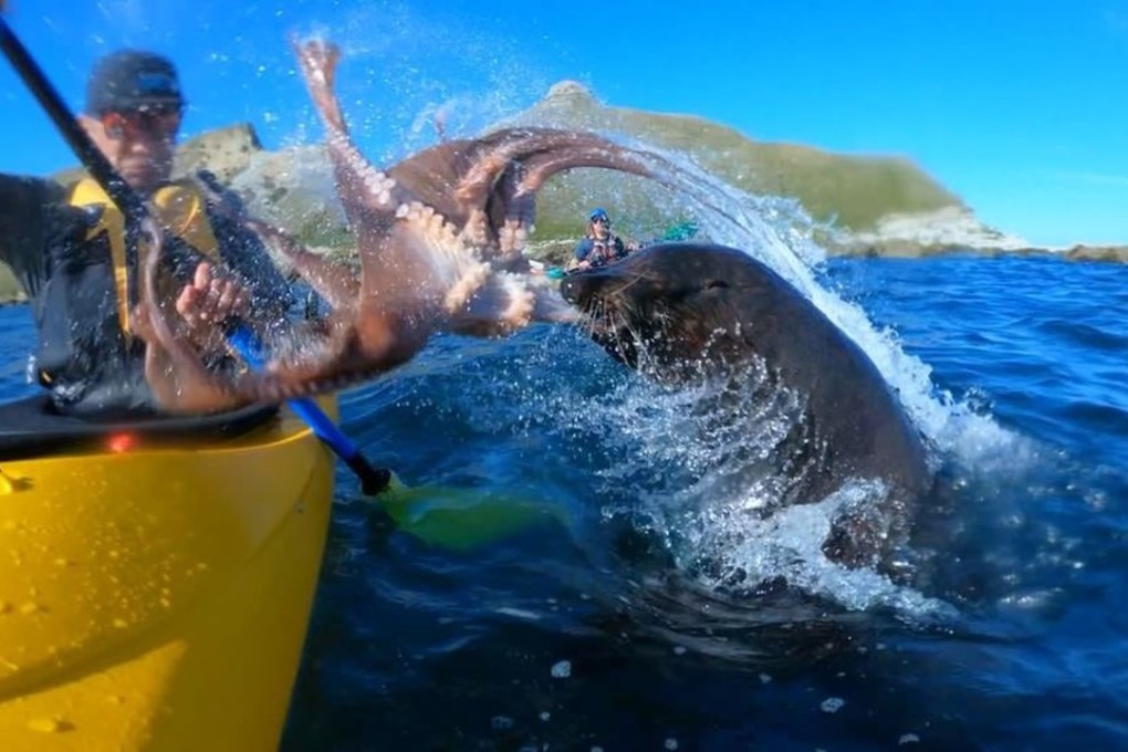 Kayaker Kyle Mulinder is slapped in the face with an octopus by a seal in Kaikoura, New Zealand. Photo: Instagram/taiyomasuda