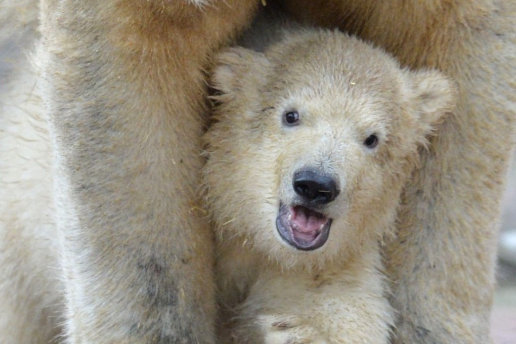 A baby polar bear looks around a zoo enclosure in Germany. Eight of the last 10 bear markets in the US were associated with recessions. The next one should not be catastrophic, given the current economic climate. Photo: EPA