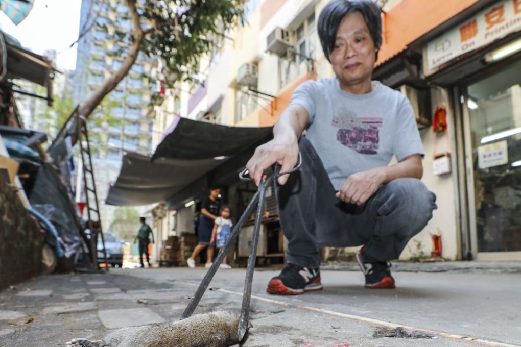 Traditional printing shop owner Kwok Kin, 55, removes a dead rat from outside her shop in To Kwa Wan. Photo: Edward Wong