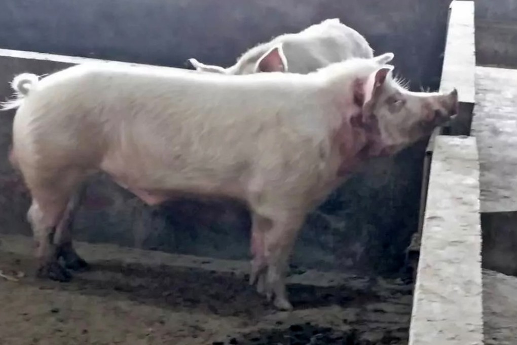 The killer pig. Photo: Thepaper.cn